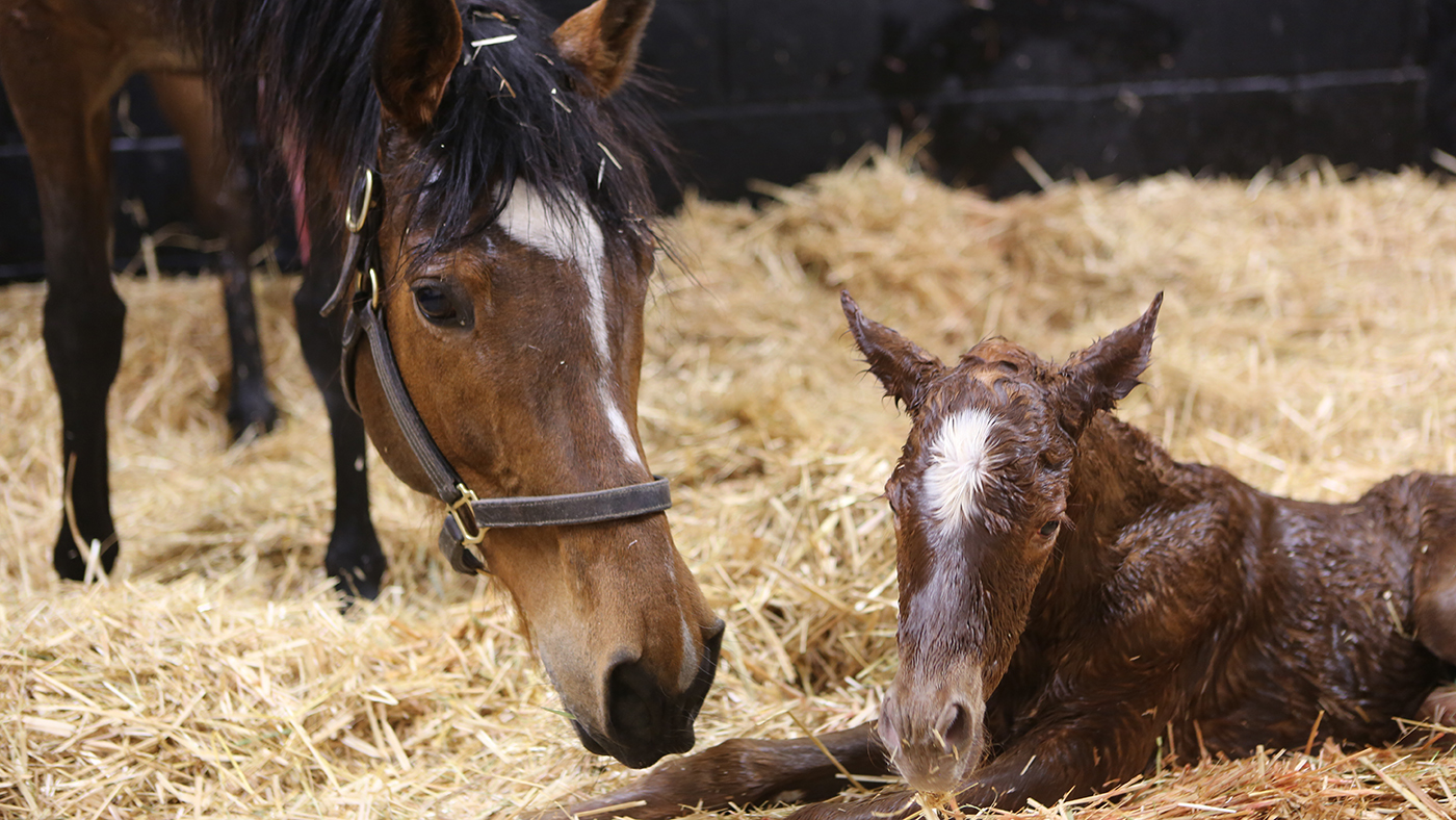 Enable second foal