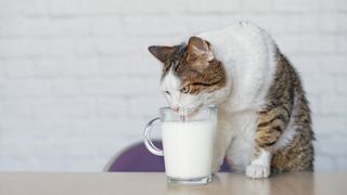 A cat drinking from a glass of milk left on a table