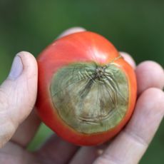 A hand holding a tomato with blossom end rot