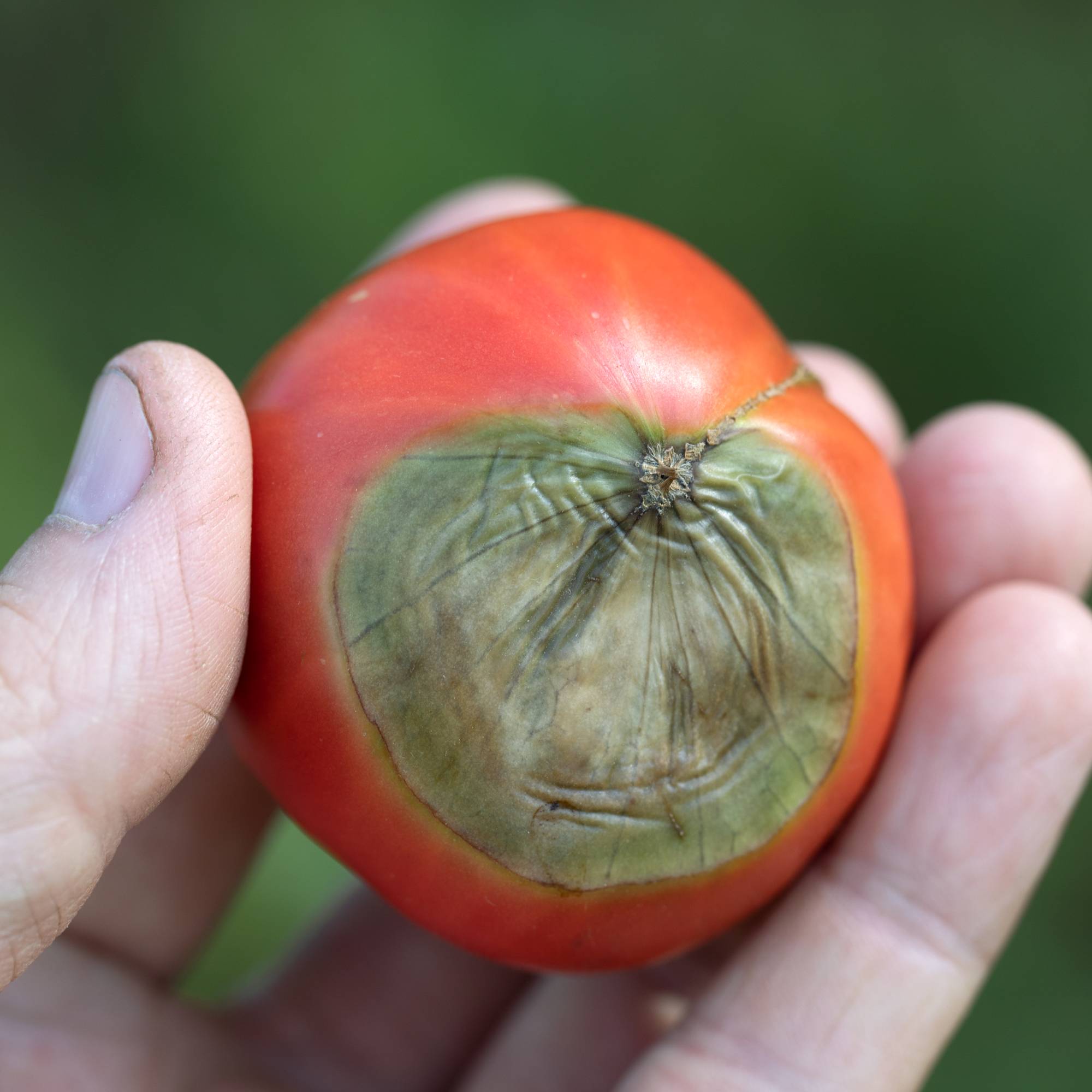 A hand holding a tomato with blossom end rot