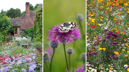  composite image of three wild gardens, one showing home, the other a close up of a butterfly on a flower and third a mixture of wild flowers to support the rewilding garden trend