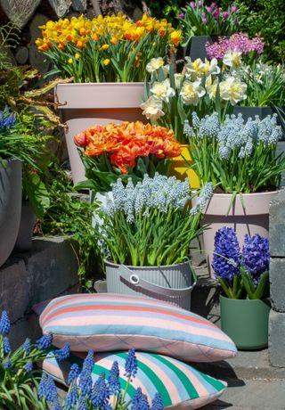 container gardening ideas: spring bulbs