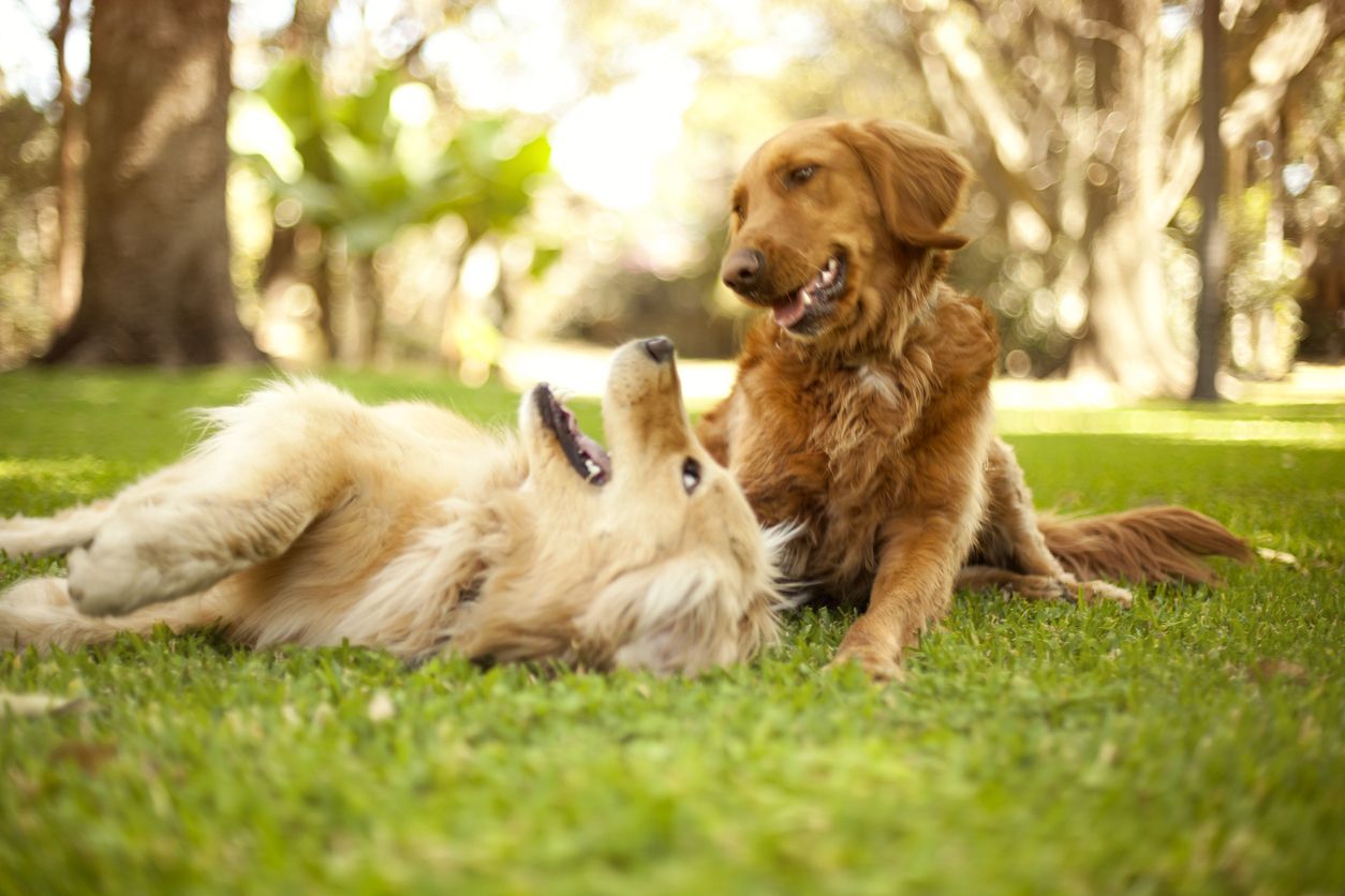 Golden retrievers 