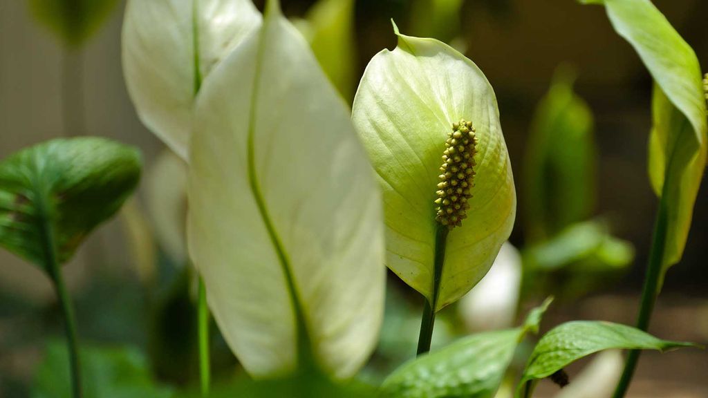 Why is my peace lily drooping? The houseplant experts advise | Homes ...