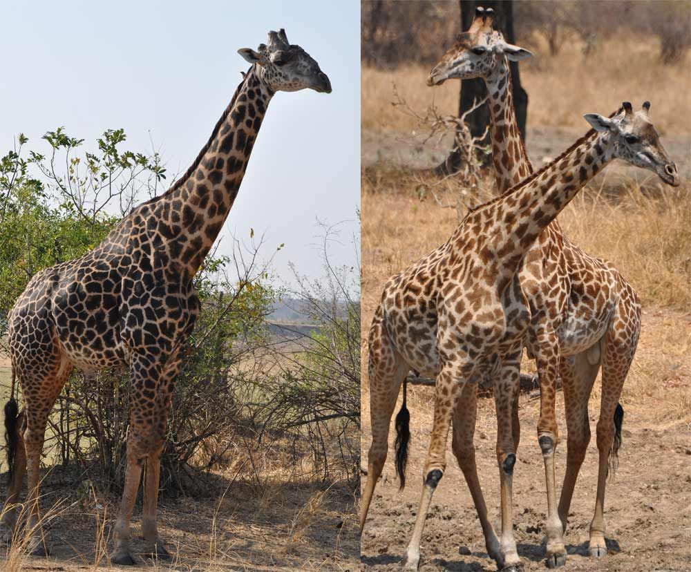 When male giraffes reach about 9.4 years of age, their once light spots (see right) have darkened to coal-black (left), researchers have found.