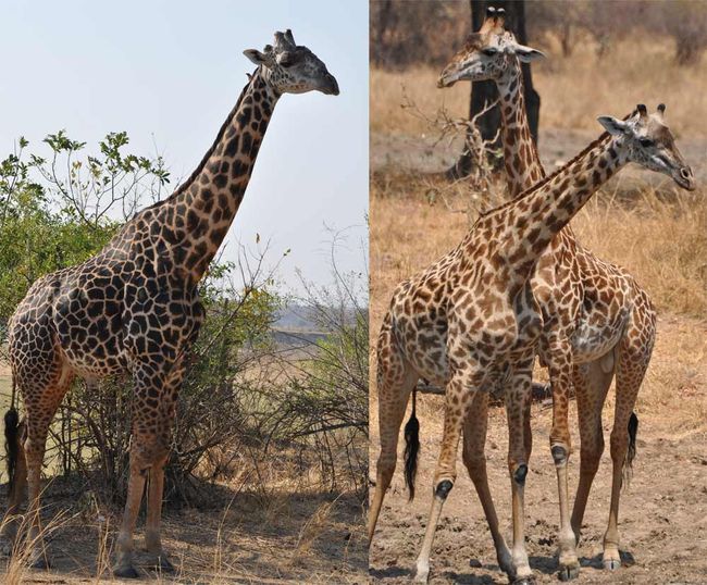 Aging Male Giraffes Go Black, Not Gray Live Science