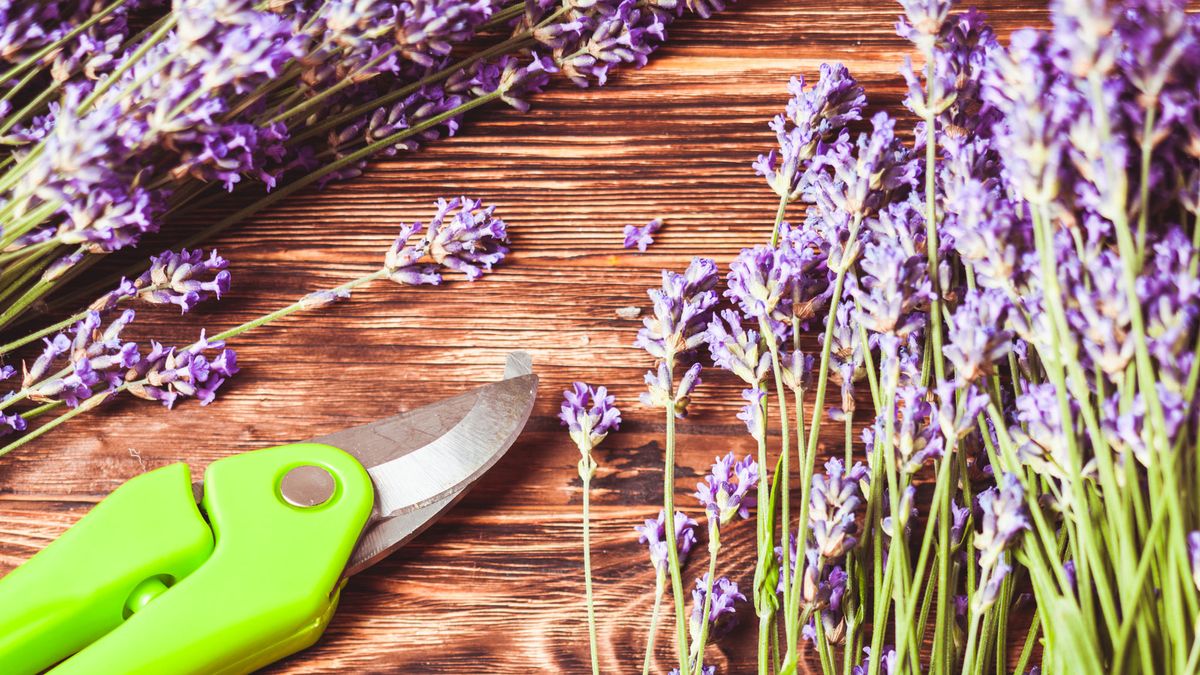 Pruning Lavender in Fall? 3 Risky Cuts to Avoid – And the Cheeky Cut That Works