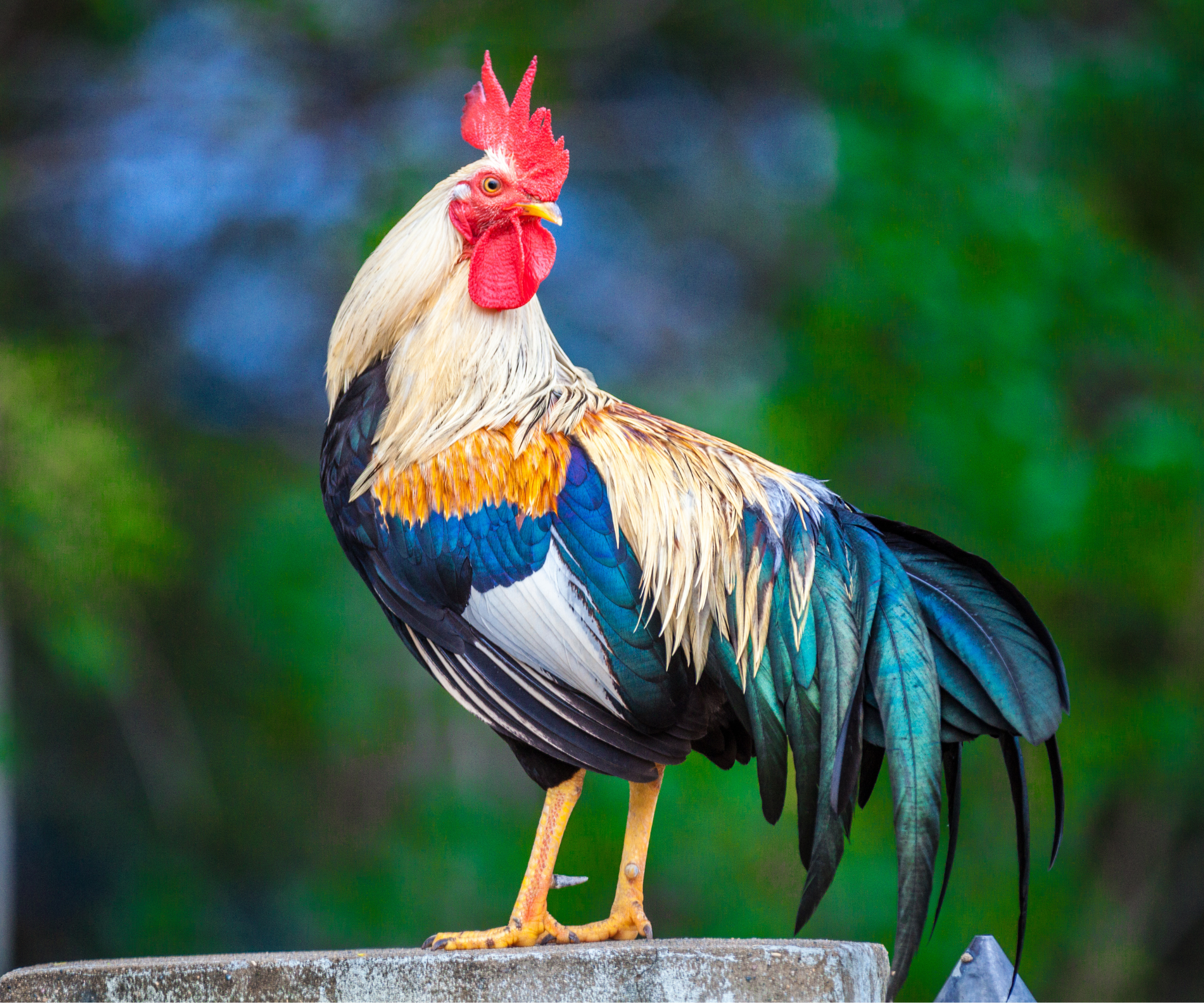 Rooster