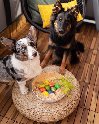 Easter dog photoshoot