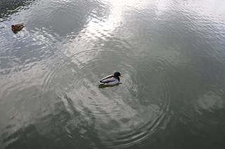 Duck sitting on a lake