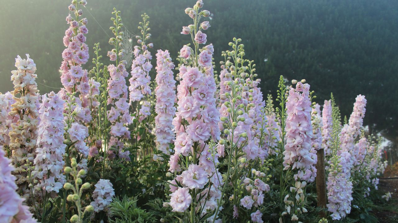 Delphinium &#039;Pink Blushes&#039;