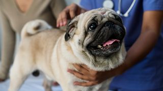 Pet pug in a veterinary clinic