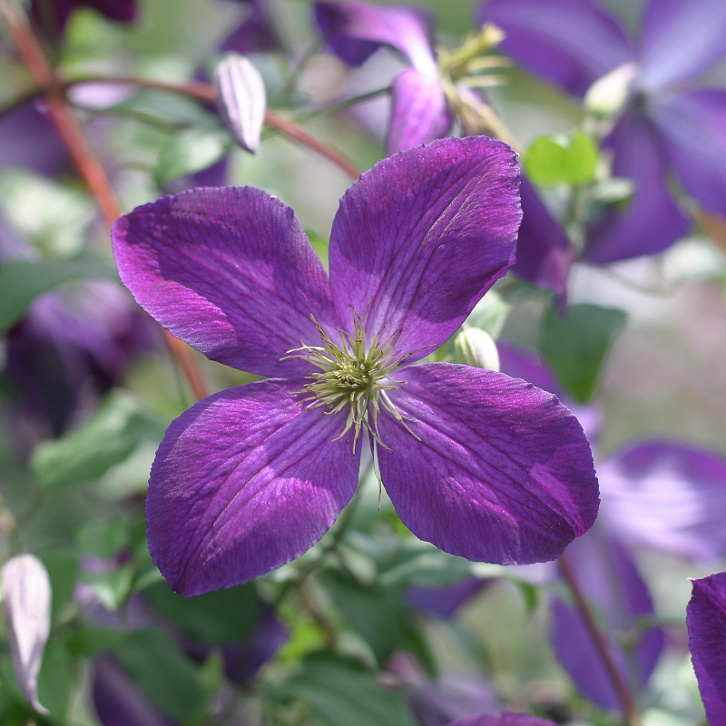 Happy Jack&amp;reg; Purple Clematis Vine