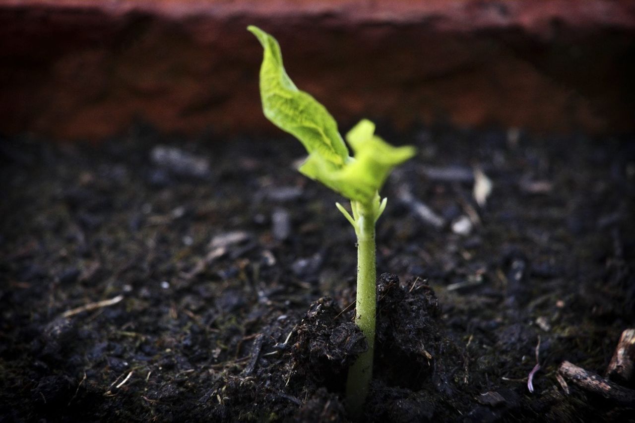 planting in compost