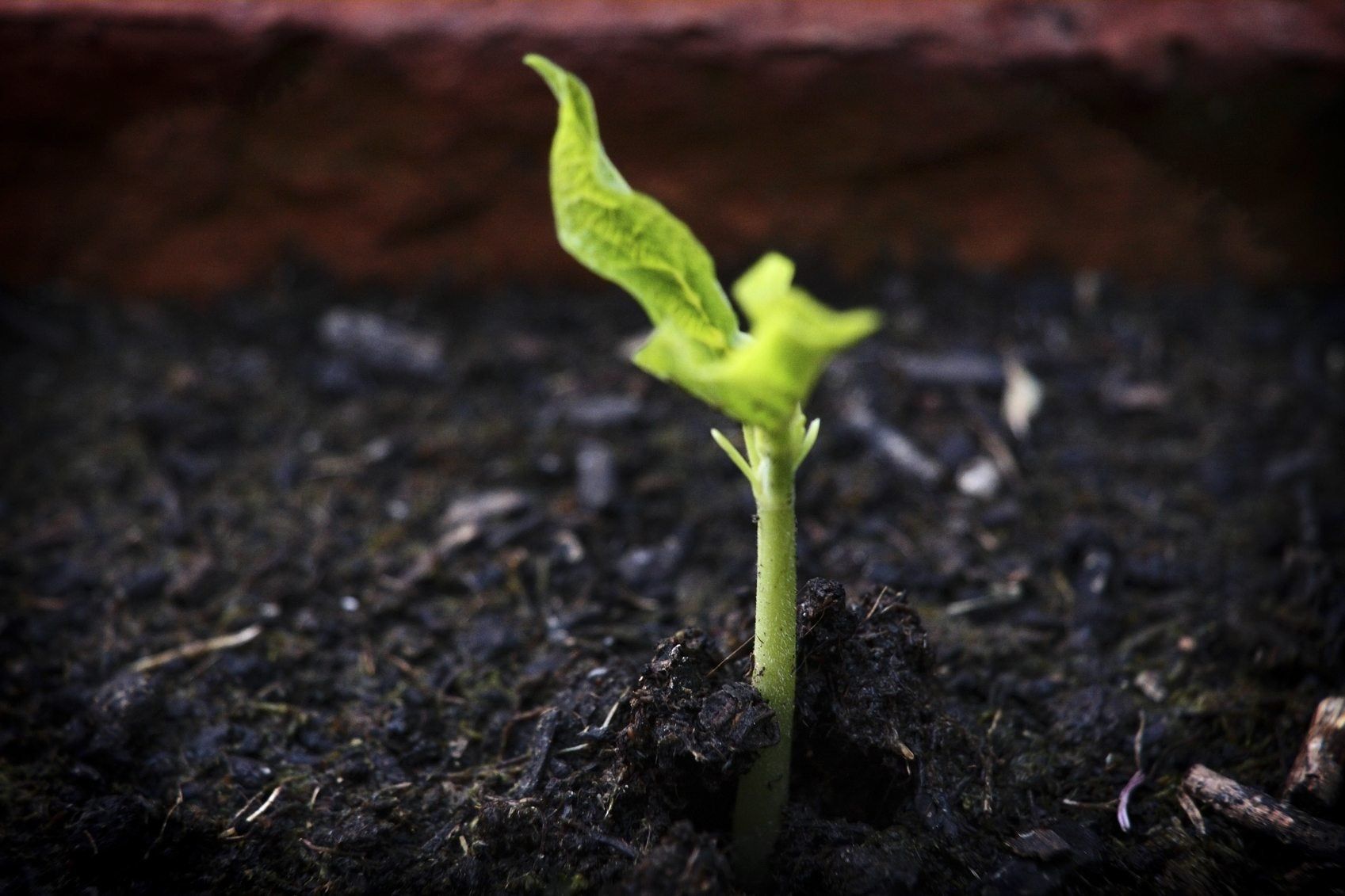 www.gardeningknowhow.com