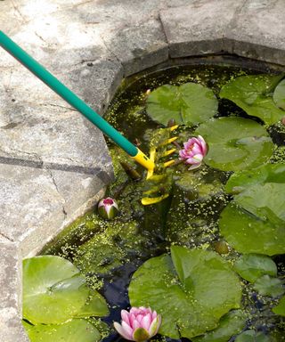 skimming algae from pond