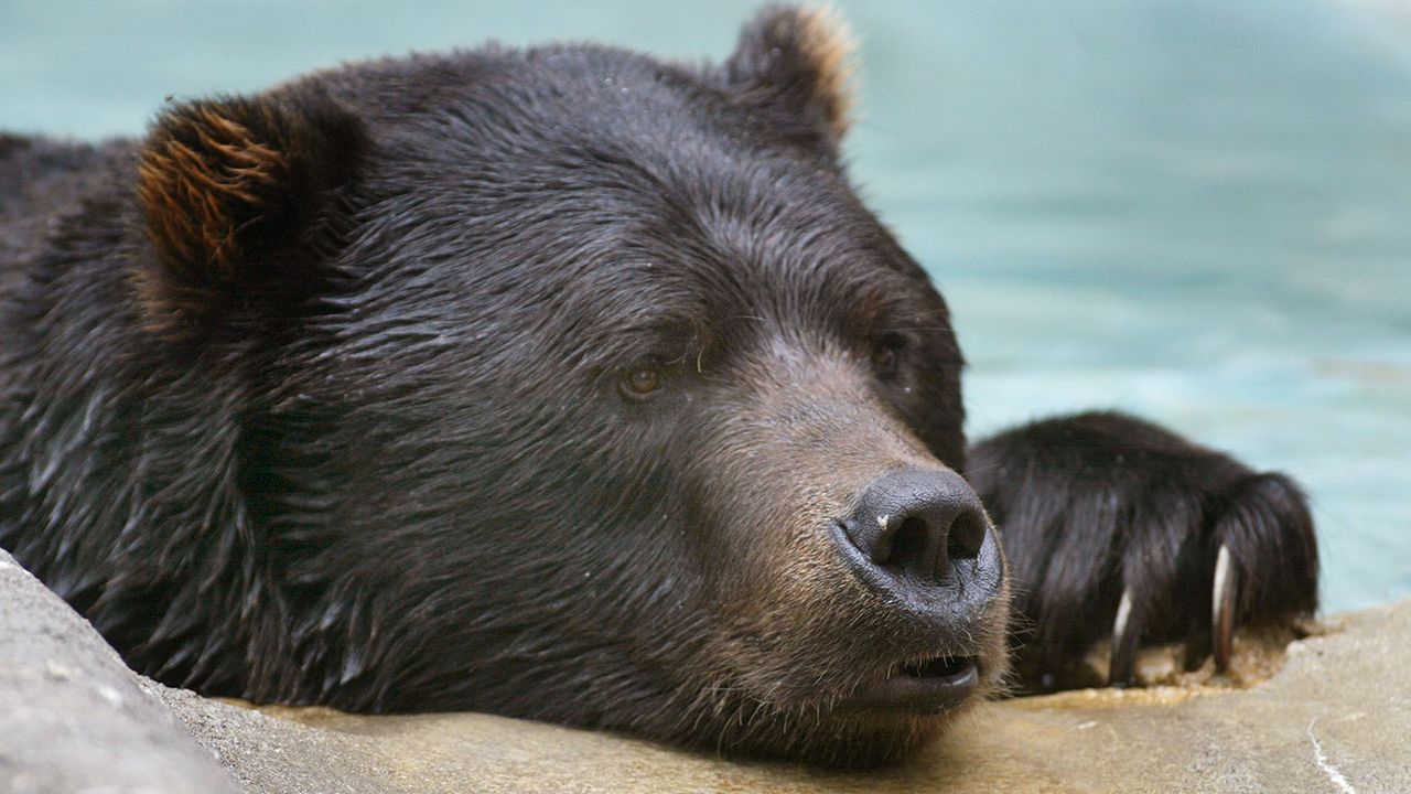 Bored-looking bear