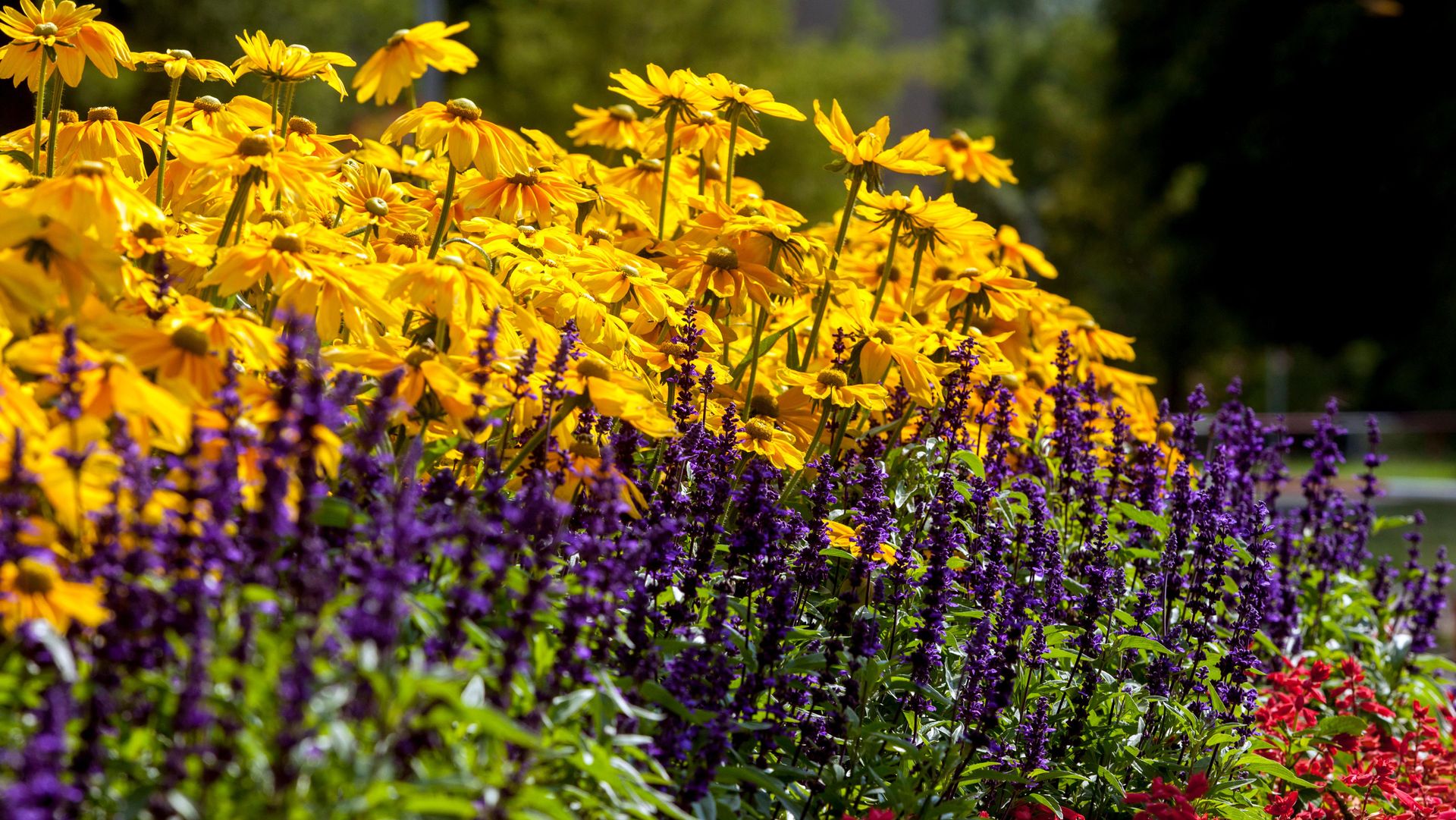 Salvia is a good planting partner
