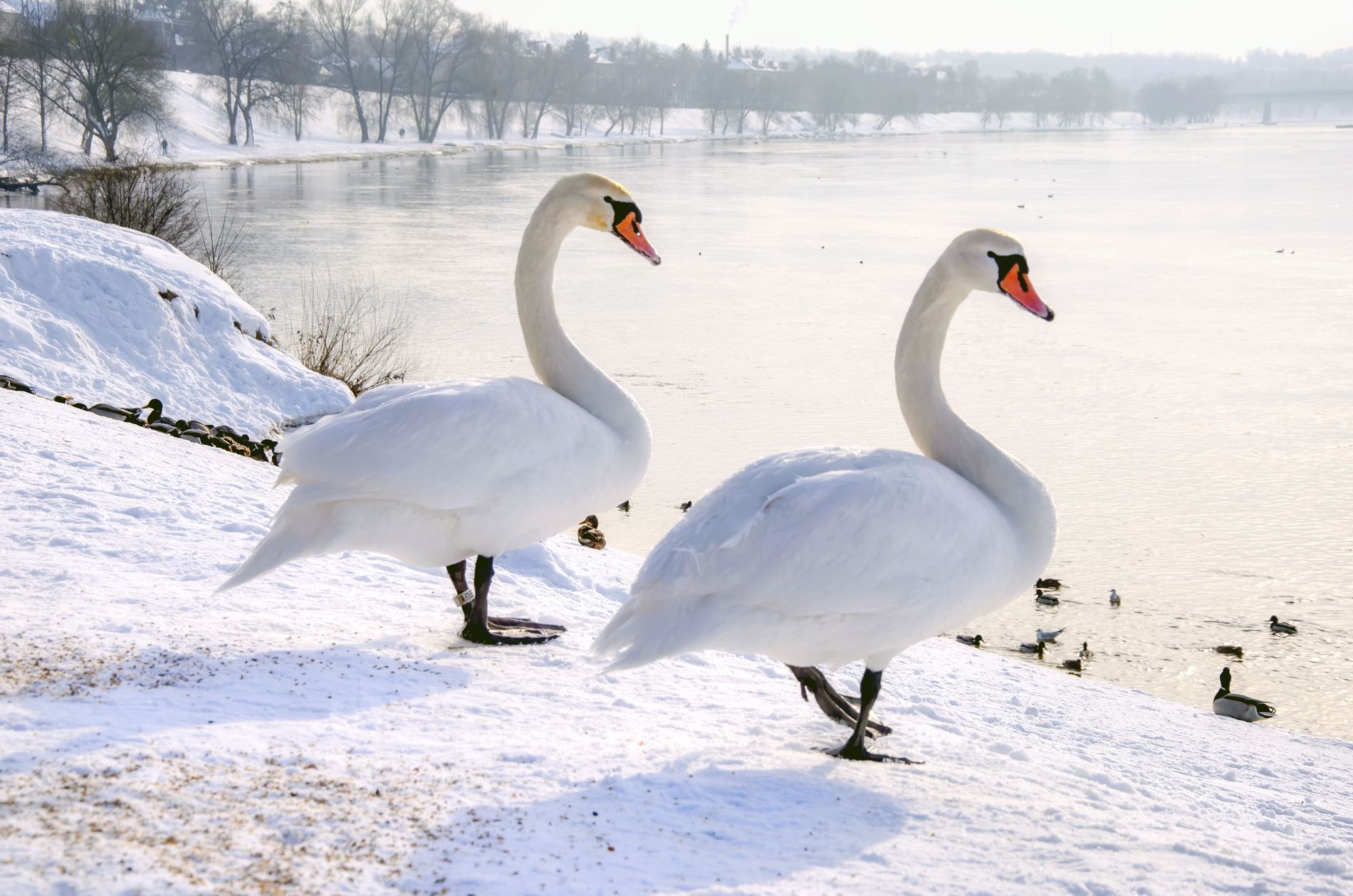 GuruShots - February 2026