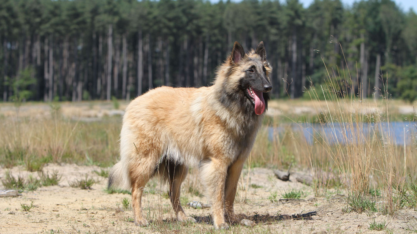 Tervueren Belgian Shepherd dog