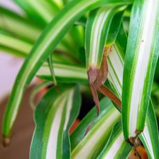 dried brown leaf tips of a spider plant indicating poor care of houseplants.