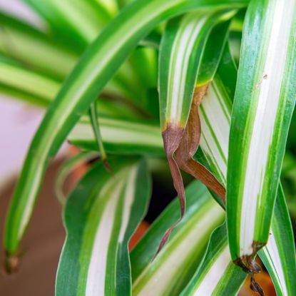 dried brown leaf tips of a spider plant indicating poor care of houseplants.