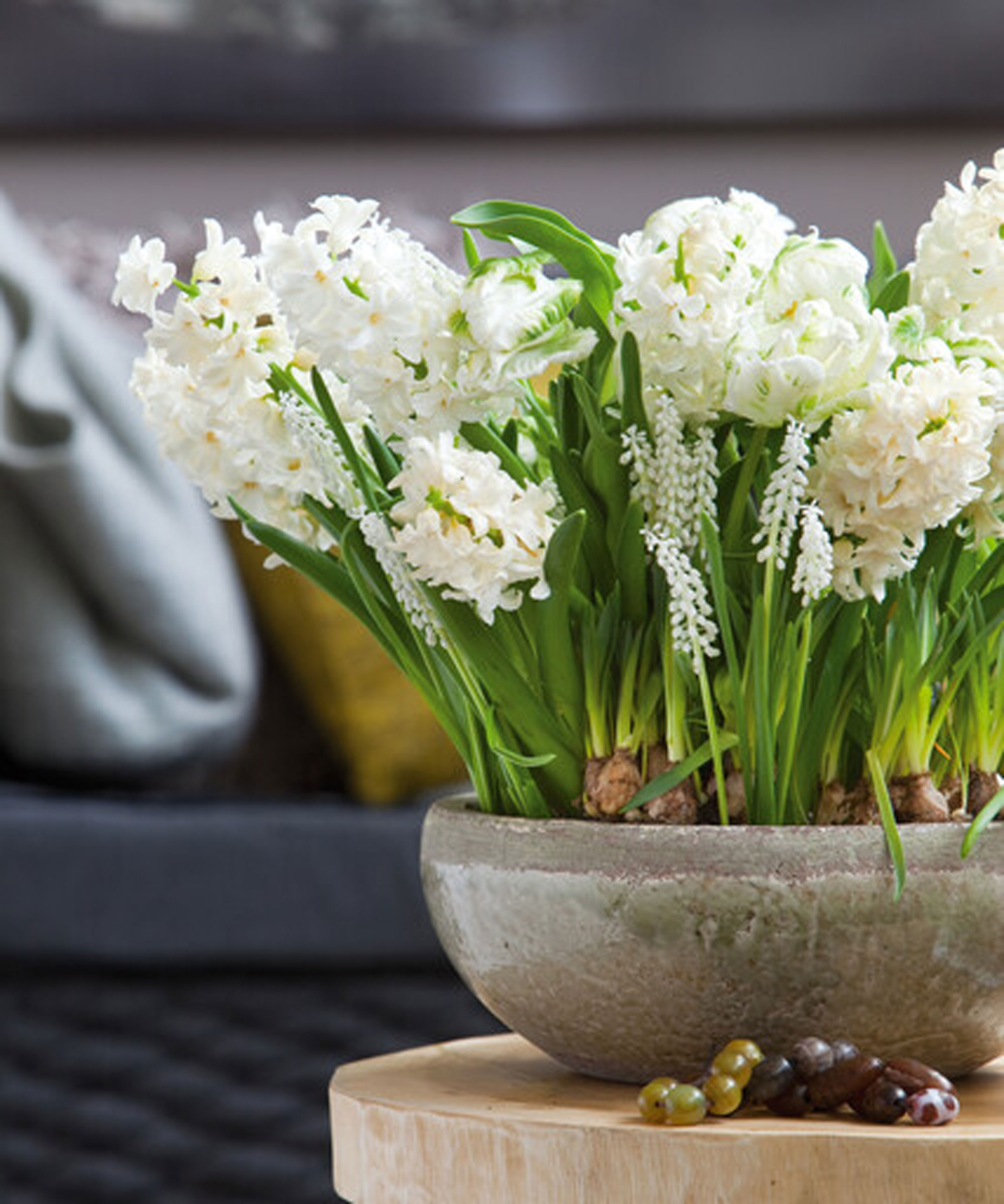 white muscari with white hyacinths