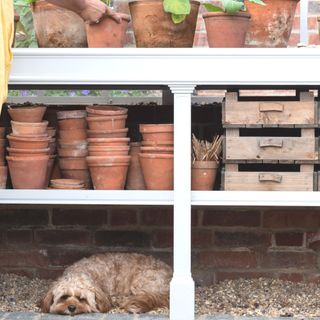 potting tray and shelving in greenhouse