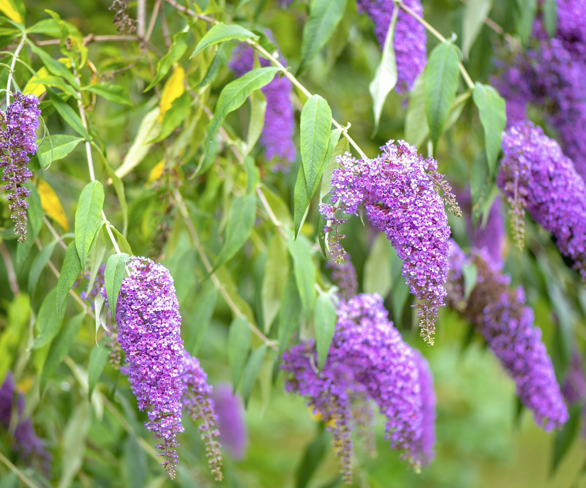 Expert tips for whether you deadhead butterfly bushes Homes & Gardens