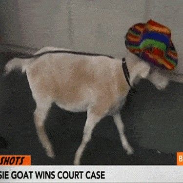 Goat on Lead Wearing Hat