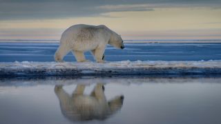 A polar bear walks on the ice.