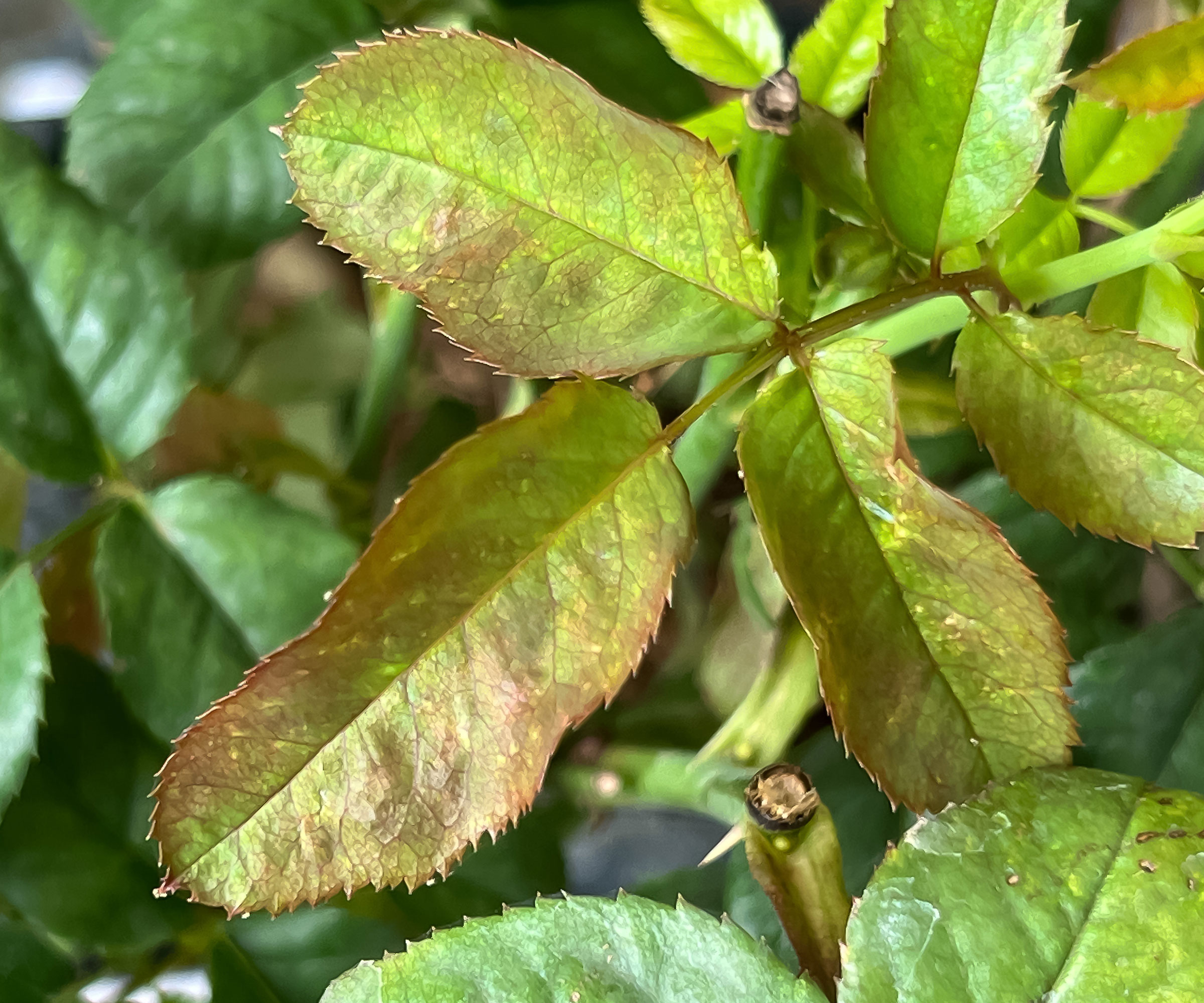 rose leaves showing signs of botrytis blight