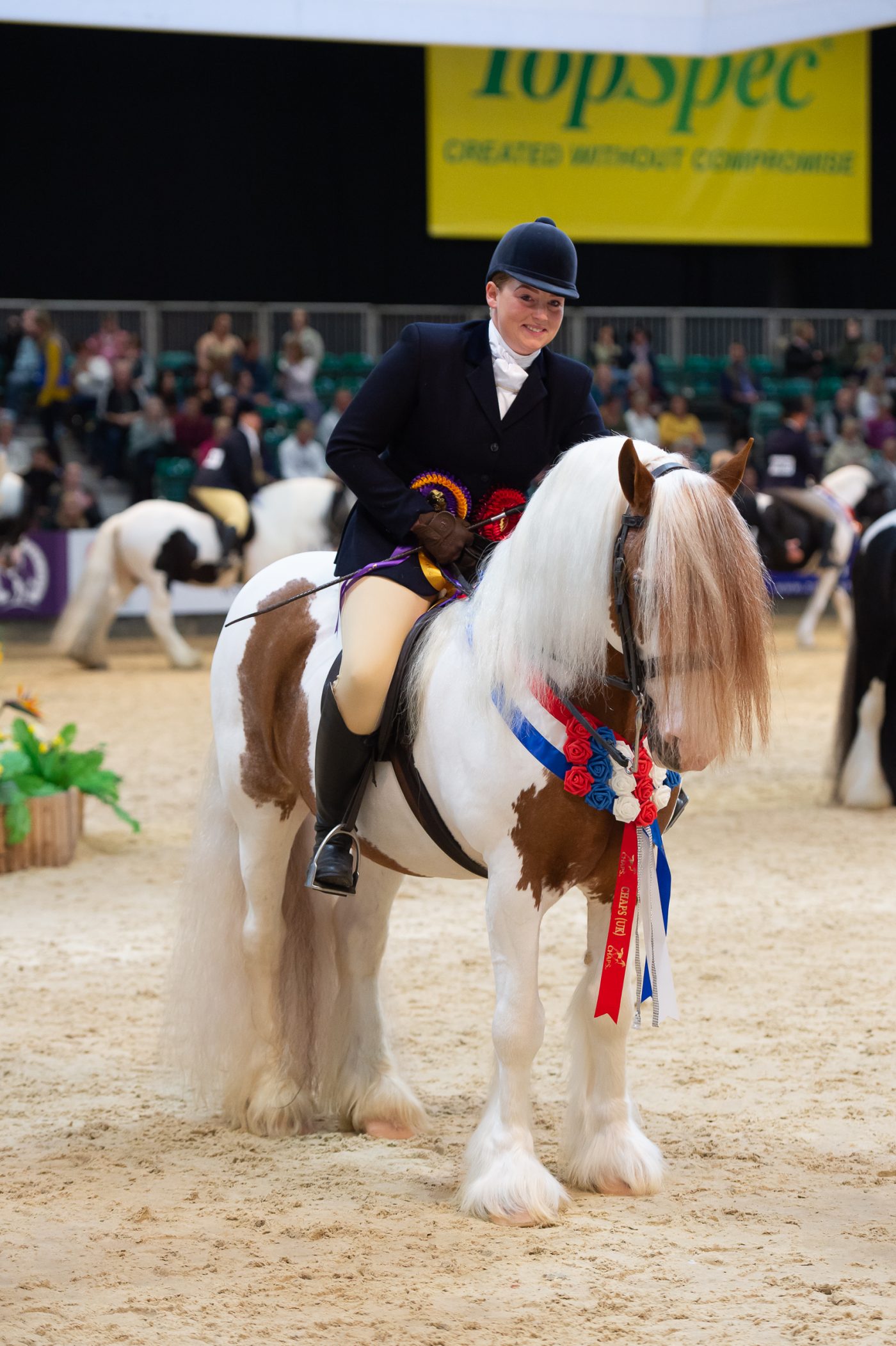 HOYS18_COLOURED_RIDDEN_NATIVE_COB_TRADIT_240289821_256006431-e1552997769609.jpg