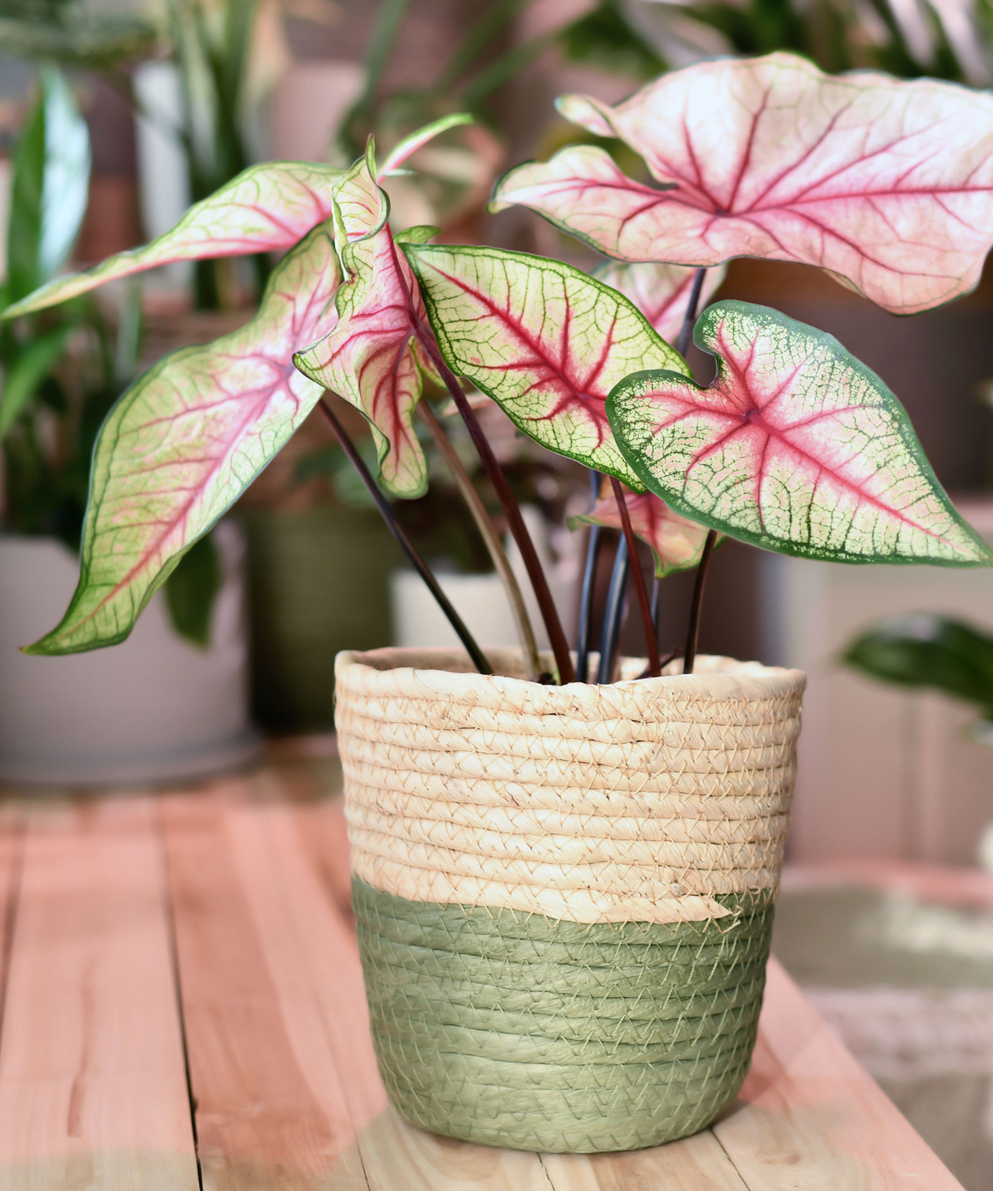 caladium plant in green pot on kitchen worktop