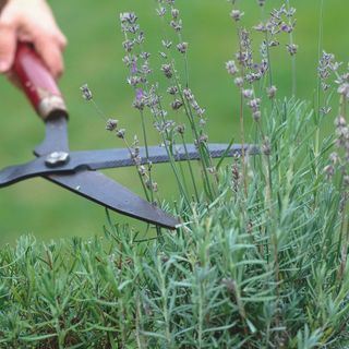 Cutting lavender flowers with pruning shears on a green blurred background