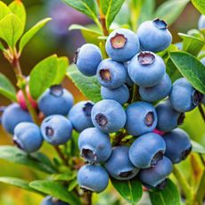 blueberries growing on healthy plant after mulching