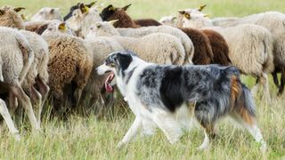 Dog herding sheep