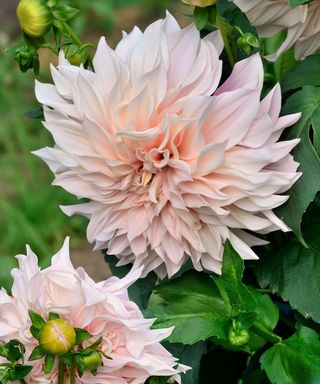 cafe au lait dahlias