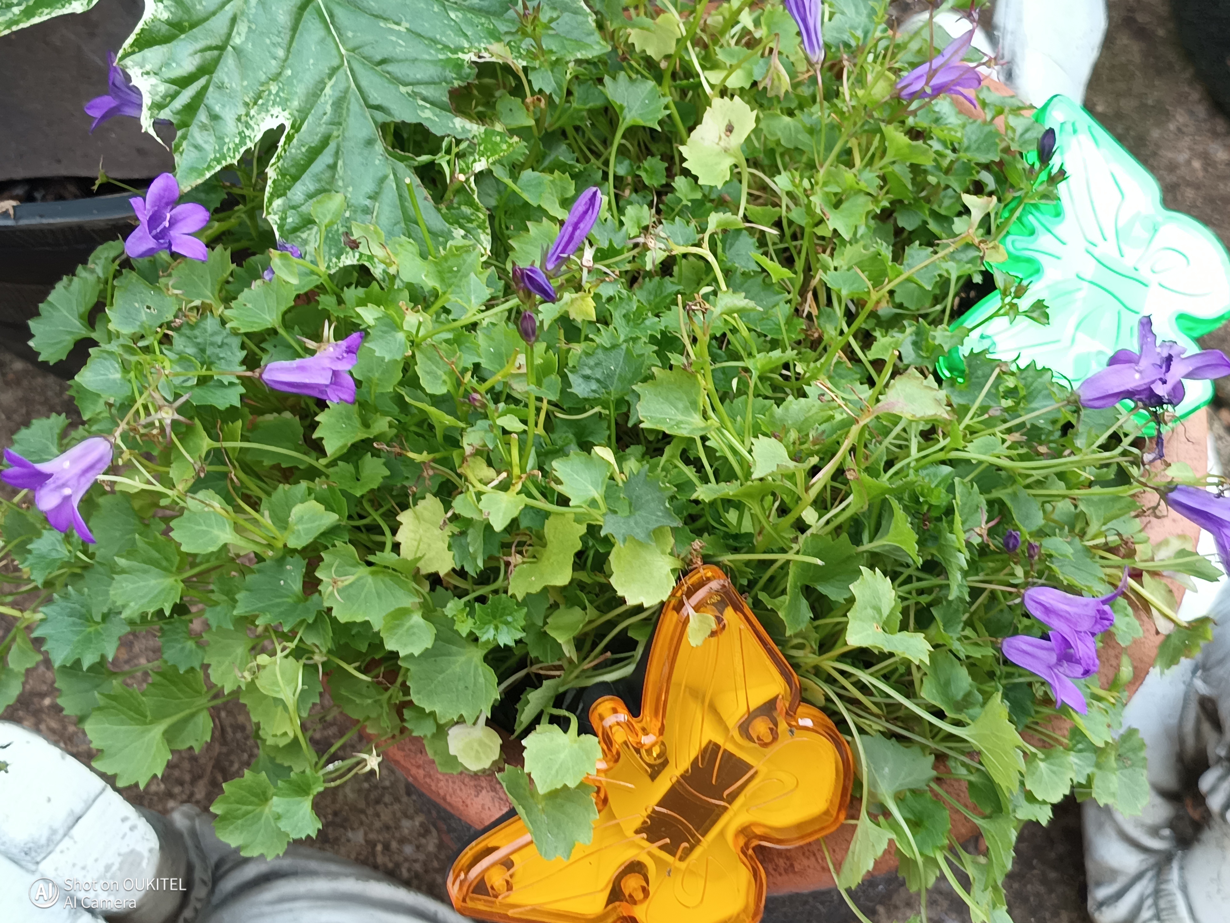 Oukitel WP60 Example Images