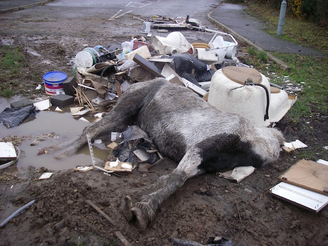 poorcolt