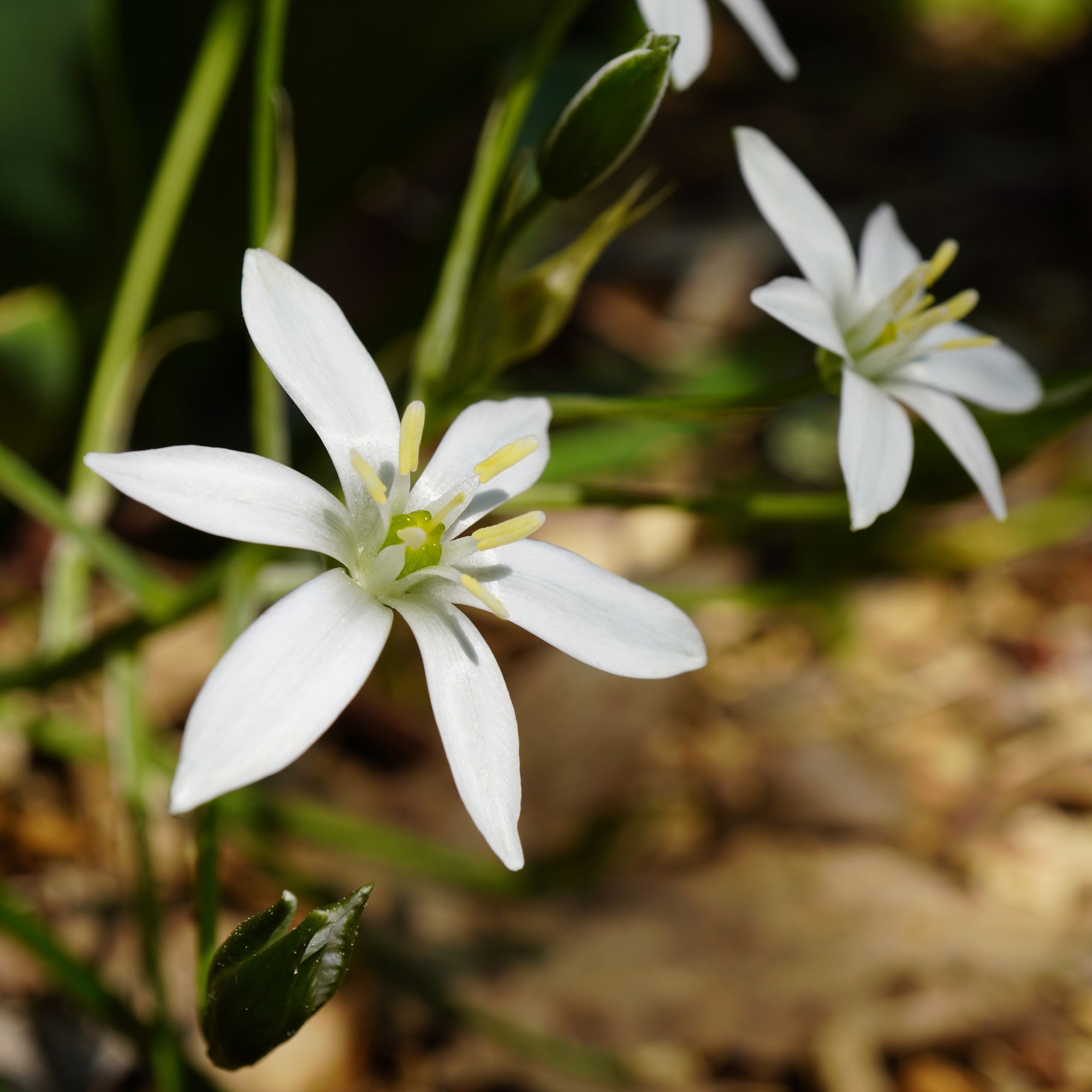Star of Bethlehem flower (Ornithogalum umbellatum) in focus