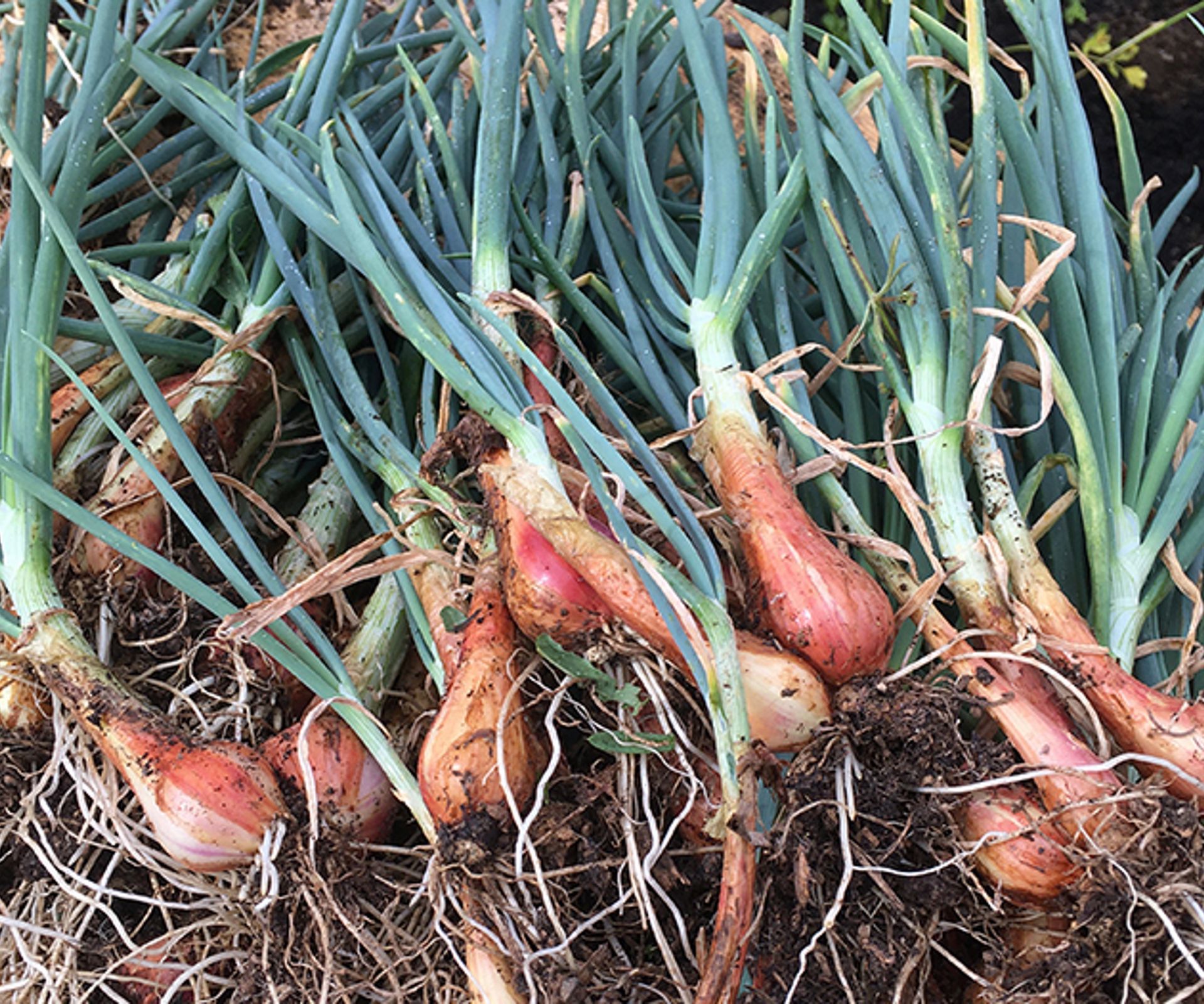Perennial onions the alternative to traditional onions Homes & Gardens