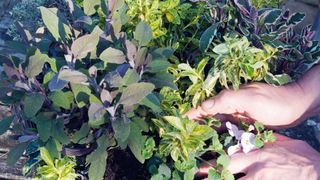 Hands planting a herb autumn hanging basket