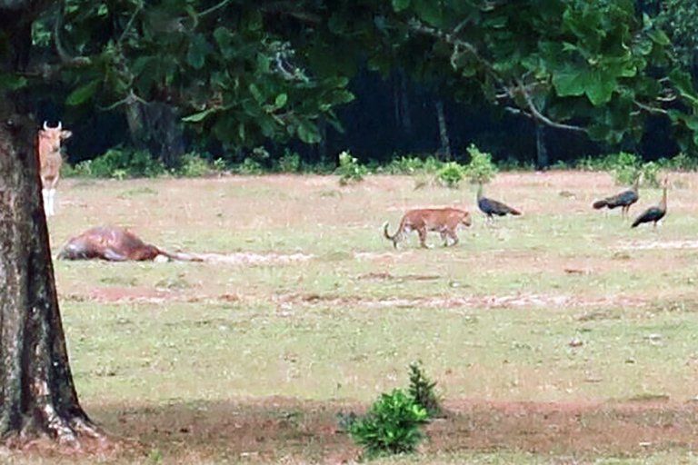 Tiger species thought to be extinct seen in park.