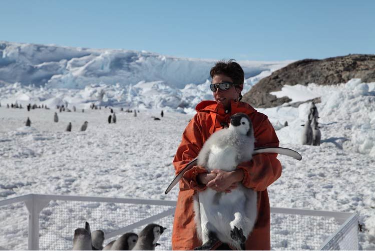 Emperor penguin chick in Antarctica.