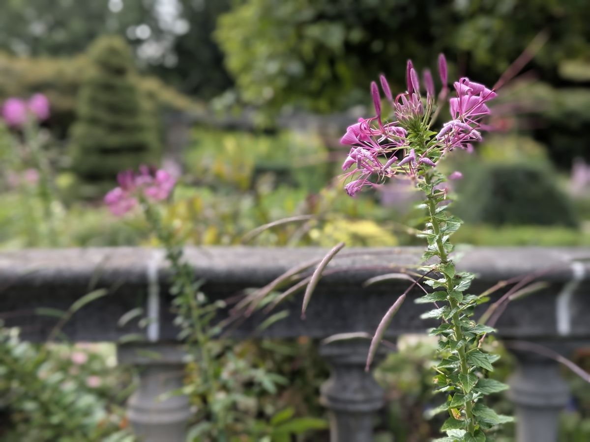 Google Pixel 9 Pro Fold camera image samples