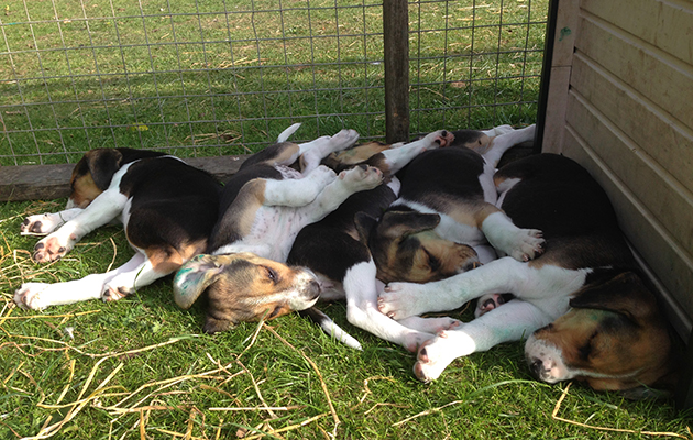 Let sleeping dogs lie: A pile of traditional Old English Belvoir hound puppies in kennels last summer. Photo credit Rosie Gunn