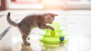 cat playing with one of the best interactive cat toys