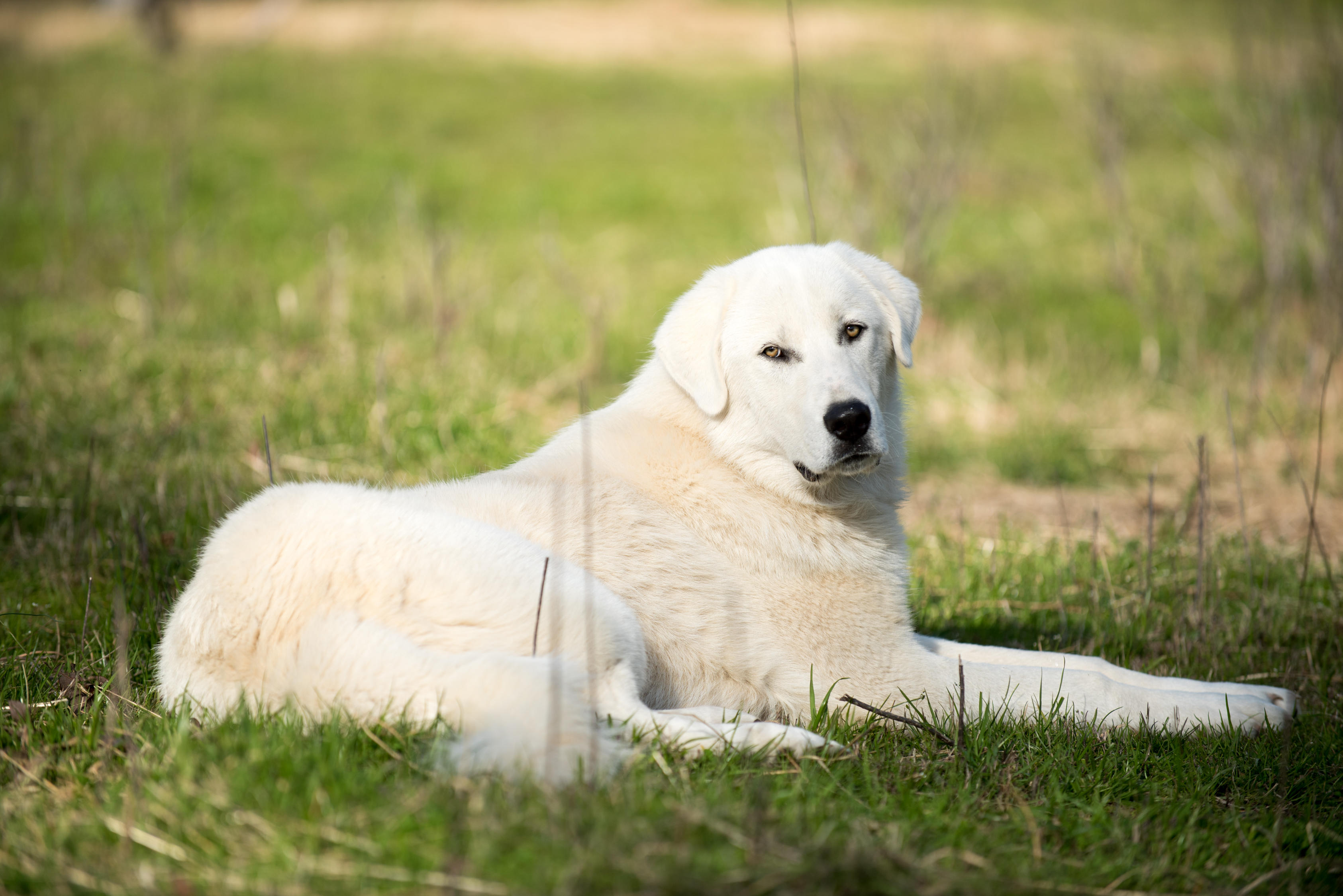 Akbash dog laying on grass