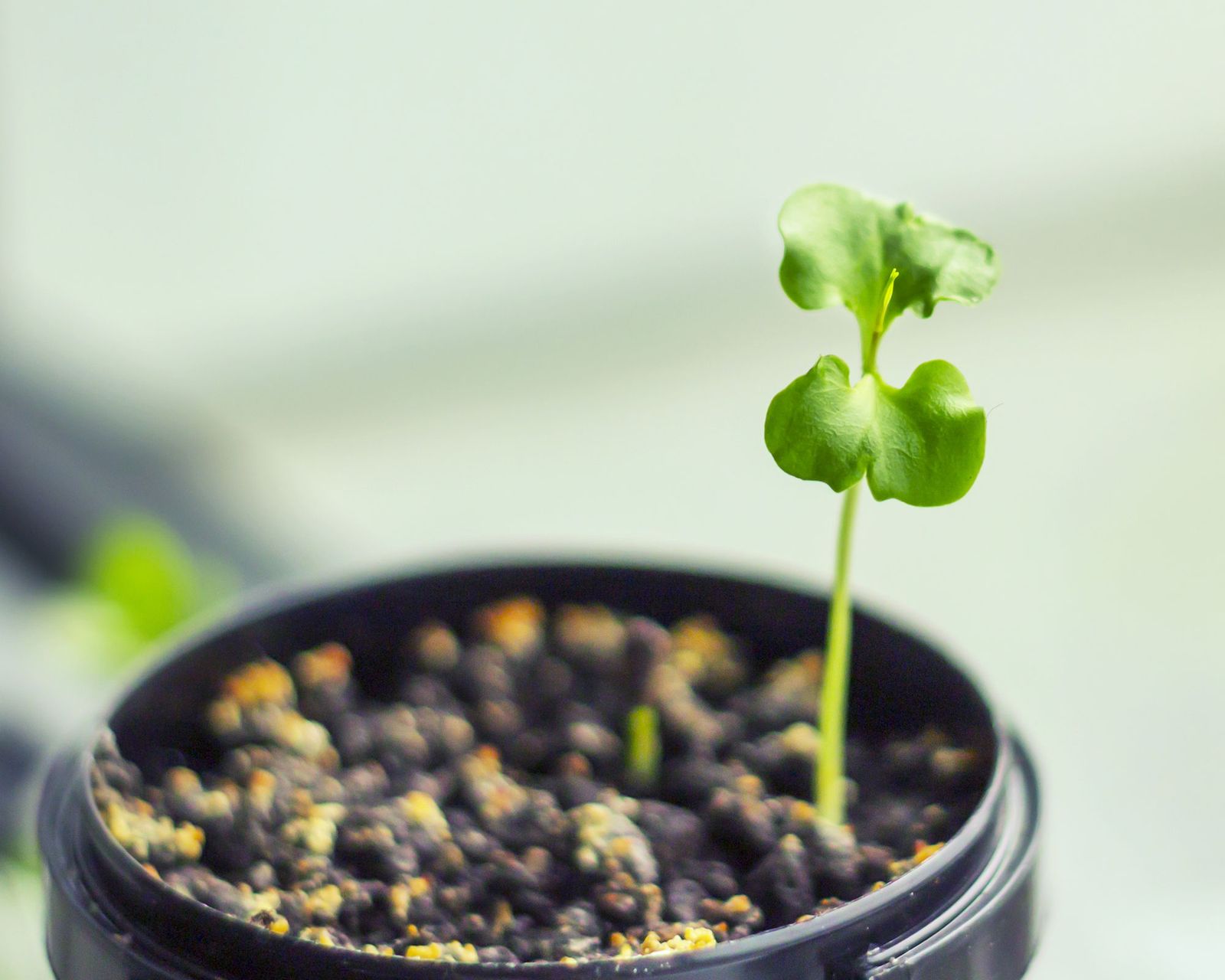 How to grow pomegranates from seed expert growing tips Gardeningetc